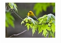 051908_4450 Prothonotary Warbler